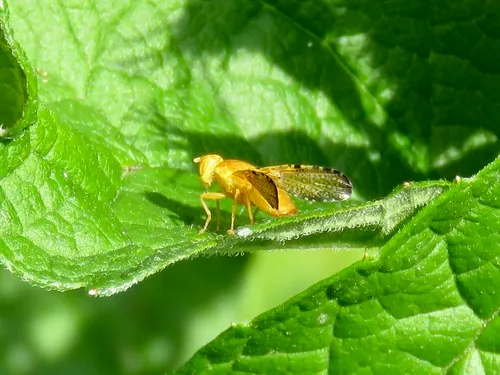 Icterica circinata
