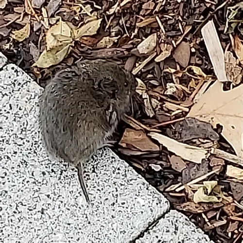 Eastern Meadow Vole