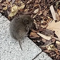 Eastern Meadow Vole thumbnail 1