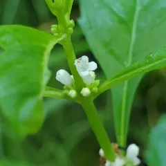 northern bugleweed thumbnail 4