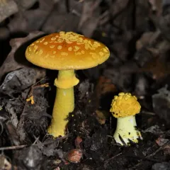 Yellow Patches thumbnail 2