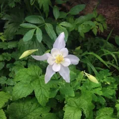 blue columbine thumbnail 2