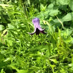 hairy clematis thumbnail 2