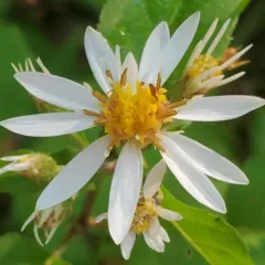 White Wood Aster thumbnail 4