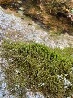 Trunk Pawwort thumbnail 2