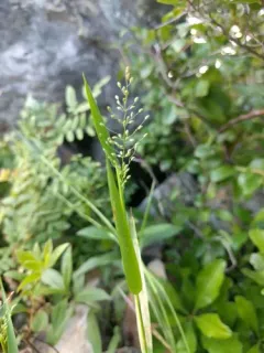 Eaton's Witchgrass thumbnail 4