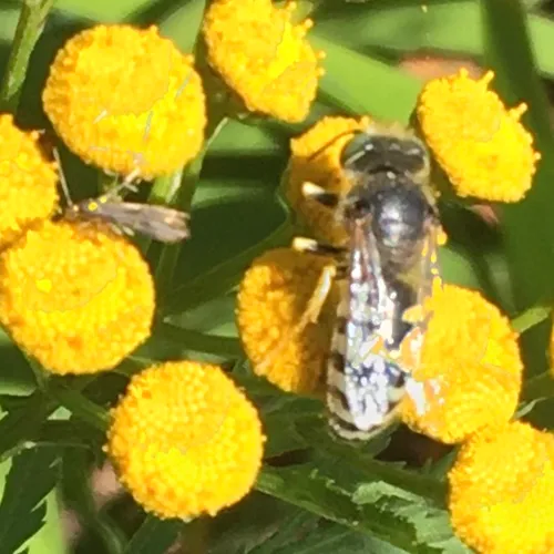 American Sand Wasp