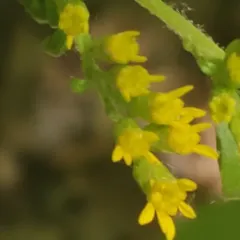 cut-leaf goldenrod thumbnail 2