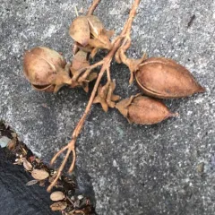 princess tree thumbnail 2