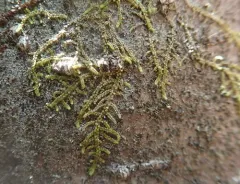 Radula bolanderi thumbnail 1