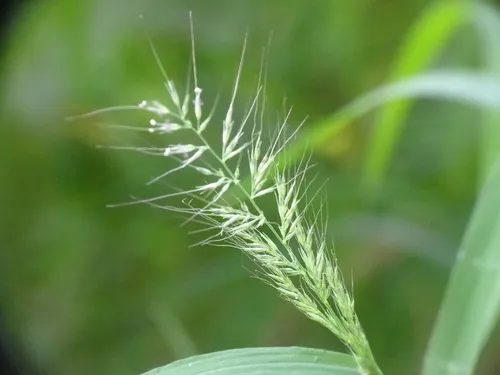 Wirestem Muhly
