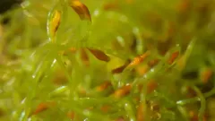 Acoellous turbellarian flatworm thumbnail 2