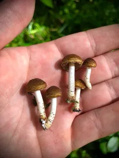 Cystoagaricus subamarus thumbnail 3