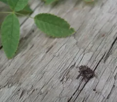 Flower Jumping Spider thumbnail 4