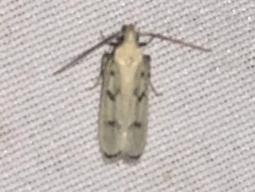 Five-spotted Glyphidocera