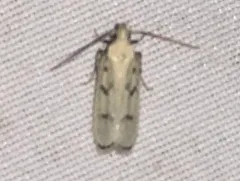 Five-spotted Glyphidocera thumbnail 1