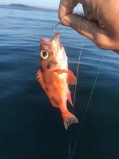 Acadian Redfish thumbnail 3