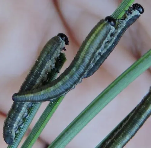 Red Pine Sawfly