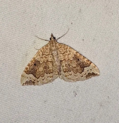 Eulithis destinata