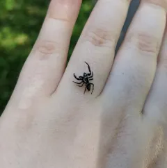 Golden Jumping Spider thumbnail 4