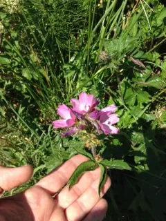 Hairy-stemmed Checker-mallow thumbnail 3
