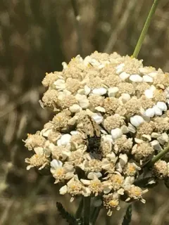 Acmaeodera immaculata thumbnail 2