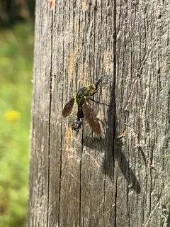 Scaly Bee Fly thumbnail 4