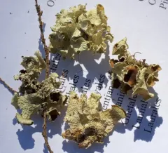 Pallid Candlewax Lichen thumbnail 4