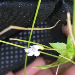 Yellowseed False Pimpernel thumbnail 4