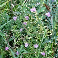 slender false foxglove thumbnail 2