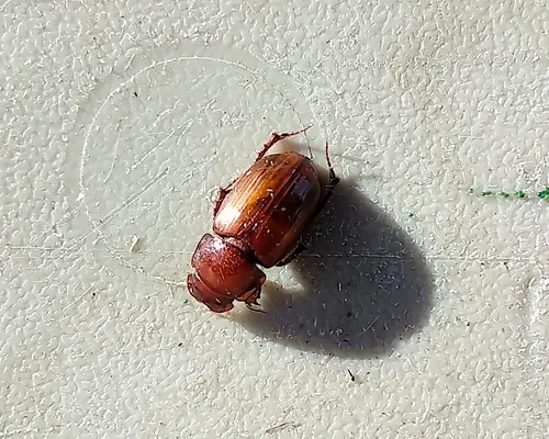 Iowa Small Dung Beetle