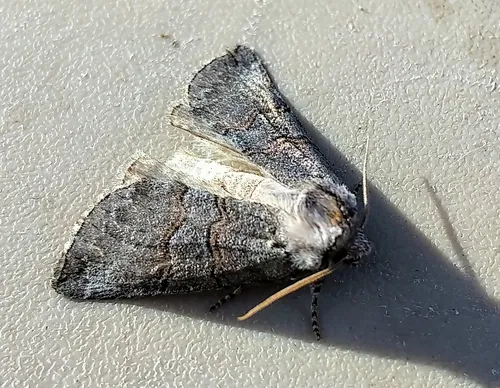 Ceranemota albertae