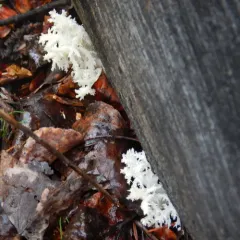 Coral tooth fungus thumbnail 4