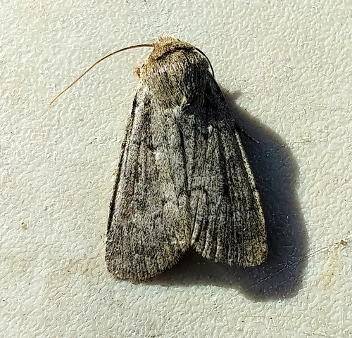 Euxoa munis