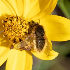 Aster Bee Fly thumbnail 3