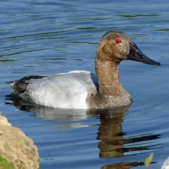 Canvasback thumbnail 3