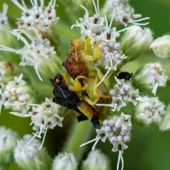 Pennsylvania Ambush Bug thumbnail 3