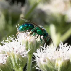 Northeastern Sweat Bee thumbnail 1