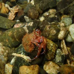 Armed Hermit Crab thumbnail 2