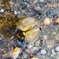 Hickorynut thumbnail 3