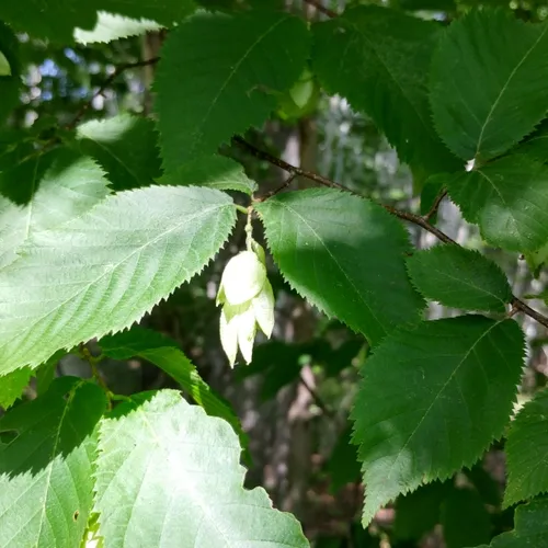 American hophornbeam