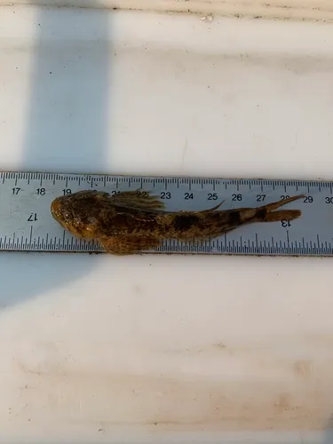 Shorthead Sculpin