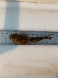 Shorthead Sculpin thumbnail 1