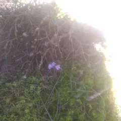 Alaskan bellflower thumbnail 2