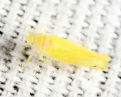 Dikrella scimitar thumbnail 3