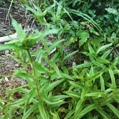 Narrowleaf Gentian thumbnail 1