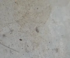 Willowsia nigromaculata thumbnail 2
