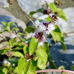 corn mint thumbnail 3
