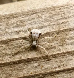 Metallic Crab Spider thumbnail 2