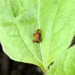 Keeled Treehopper thumbnail 3
